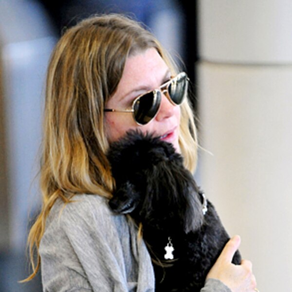 ellen pompeo taylor swift cat ellen pompeo from celebrity pets miley cyrus puppy ellen pompeo taylor swift cat ellen pompeo from celebrity pets miley cyrus puppy